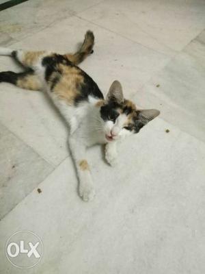 Calico cat.. trained 2 months old..