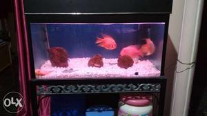 Complete aquarium set for sale with fishes,