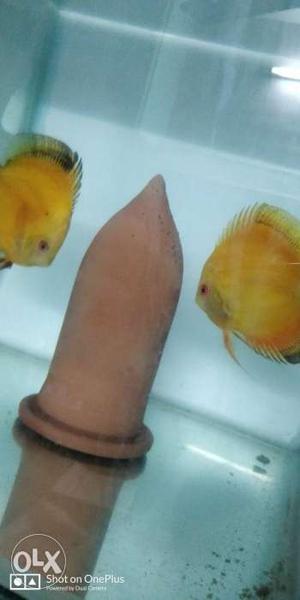 Confirmed yellow diamond discus pair for selling.