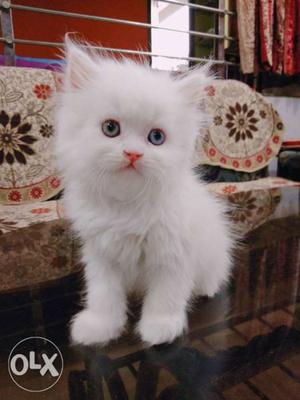 Dark blue eyes persian kittens Tripa coat fur