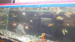 Exlusive offer want to buy aqurium in lowest