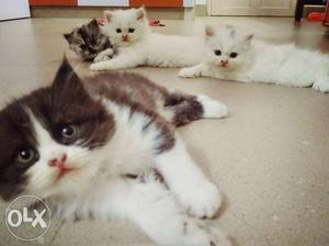 Female Persian kittens for sale 45 day's