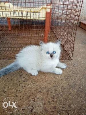 Female blue eyes 40 days old Himalayan kitten fed
