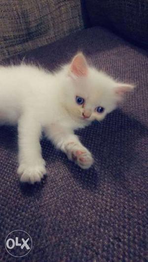 Female doll face persian blue eyes cat pure white 48 days
