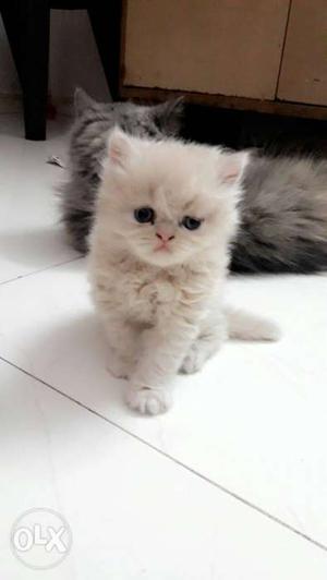 Female persian kitten available