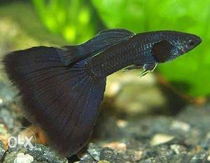 First Quality Imported Jet black Guppies fish for