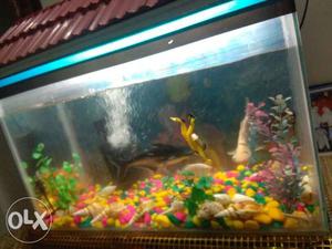 Fish pot / fish aquarium
