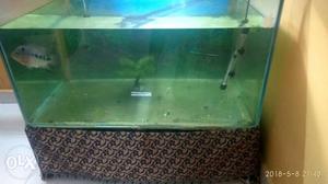 Fish tank for sell with fish, oxygen, sand,stone,heater