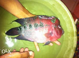 Flowerhorn fish 7 8 inch