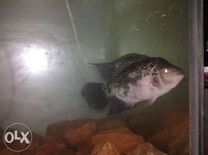 Flowerhorn for sales at wholesale prices