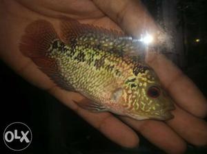Flowerhorn fries and Juvenile for sell. contact