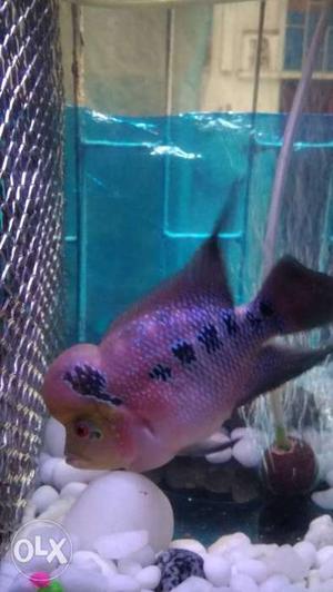 Flowerhorn male with big head and active