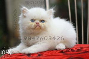 Full Punch white kitten Blue eyes [scoobee]