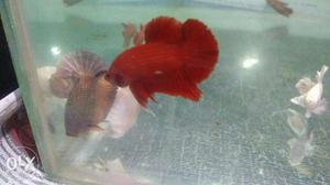 Full red HMPK - halfmoon plakat betta fish for sale