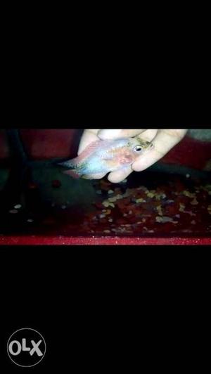 GB fader male flowerhorn for sale