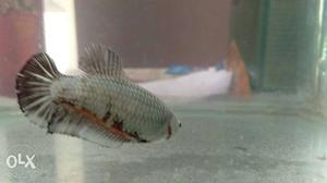 Giant Dragon Hm female.. Sale as pairs