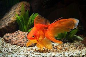 Gold fish big size 200 for pair