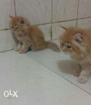 Golden And White Pure Persian Kittens Cats