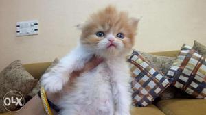 Golden color cute persian avalible CASH ON DELIVERY avalible