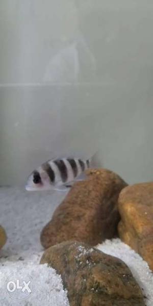 Good quality 2'' Frontosa available