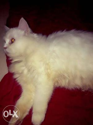 Hi i want to sell female 8month old persian cat