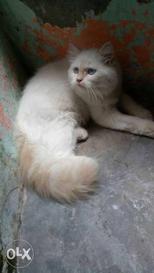 Himalyan White And Beige Cat kitten with blue eyes semi