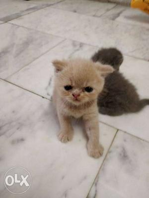 Home breed persian kittens available for sale