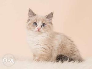 I gray shade punch face persian kitten cash on delivery free