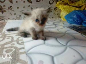 I want to sale my pure hirani Persian cat baby