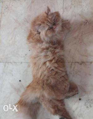 I want to sell my Semi Punch Persian cat 13