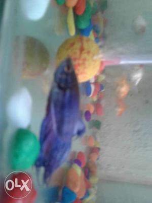I want to sell my betta fish for rs 100