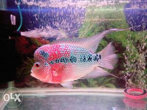 Imported Red And Silver Flowerhorn Fish