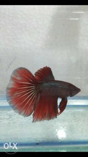 Imported betta male and female breeding pair in