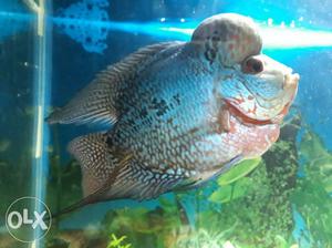 Imported magma fish best quality flowerhorn with