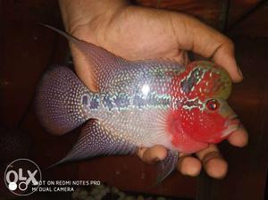 Imported srd flowerhorn with ball head 4" and