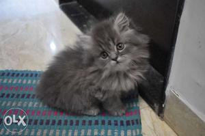 Kittens Available 1.Persian 2.Ragdoll 3.Mani Con