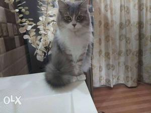Kittens Available 1 Persian Ragdoll Siamese