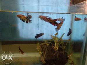 Koi bettas and Galaxy bettas available in pairs..