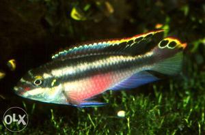Kribensis cichlid available size-1.5-2 inches