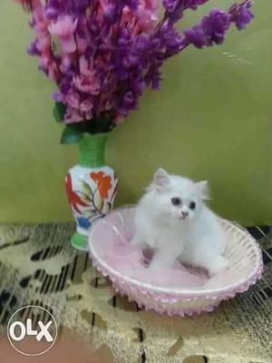 Long fur n trend Persian cats blue eyes all India