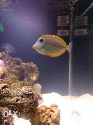 Marine fish blonde naso tang for sale pm for more details