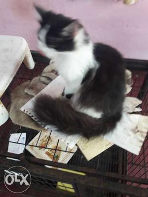 Medium Fur Black And White Cat