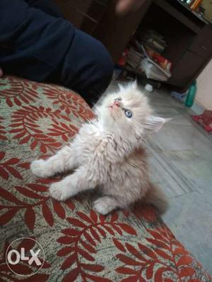 Medium-coated Gray Kitten