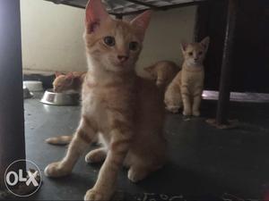 Mix breed Pershion Kittens 4