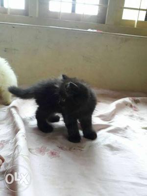 One month old kitten for sale