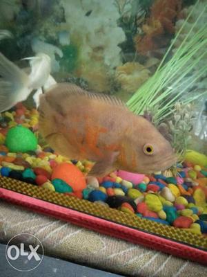 Orange And Gray Oscar Fish