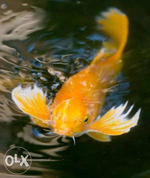 Orange-cap Oranda Gold Fish