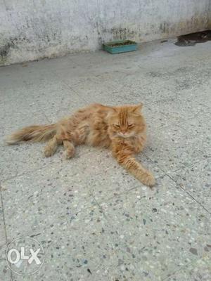 Orange persian Cat