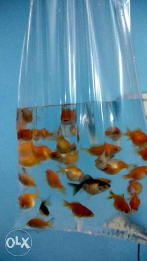 Pearlscale gold fish 32 piece 3 cm