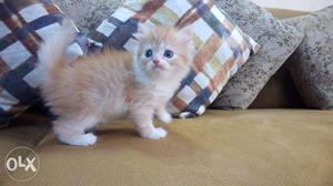 Persian cat and kitten for sale in original price